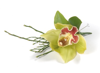 Cymbidium buttonhole