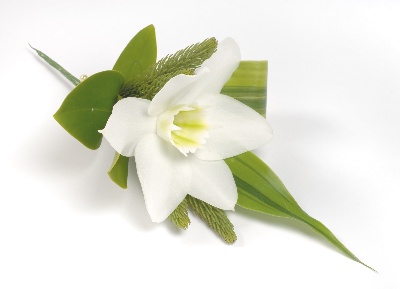 Eucharis buttonhole