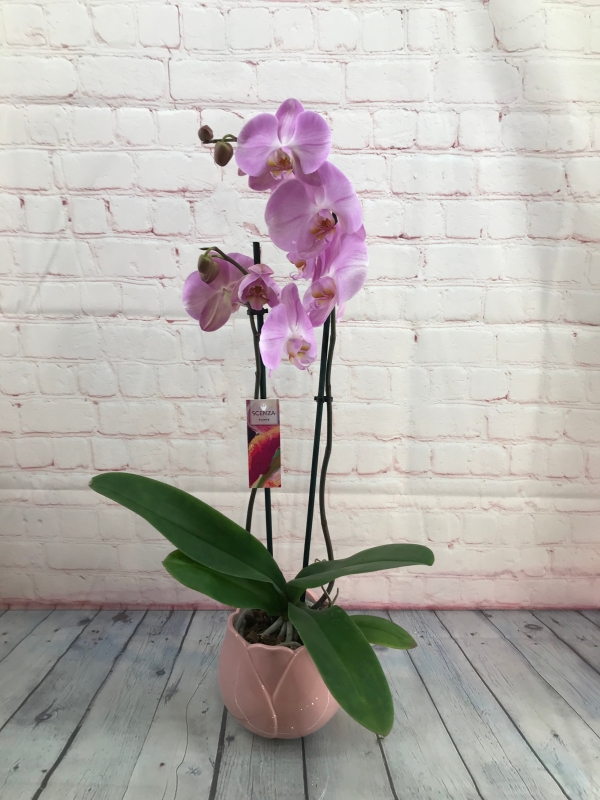 Phalenopsis Orchid Plant