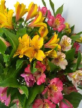 Locally grown Alstromeria