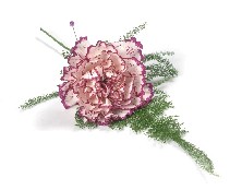 Carnation buttonhole