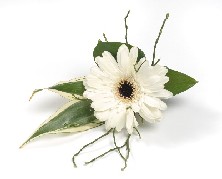 Gerbera buttonhole